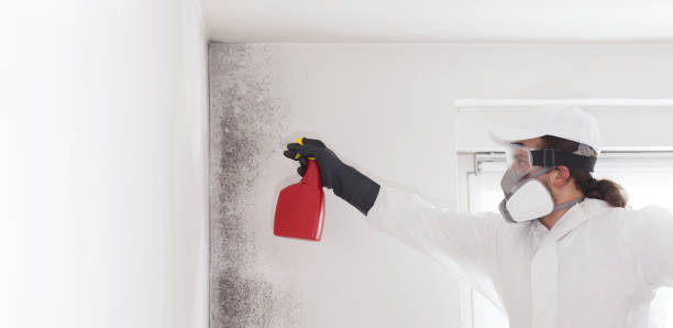 Best Mold Remediation for Specific Building Types in Chigan Center, MI