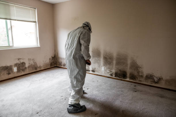 Best Industrial Mold Remediation in Chigan Center, MI