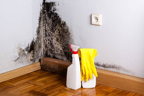 Best Post-Flood Mold Remediation in Chigan Center, MI